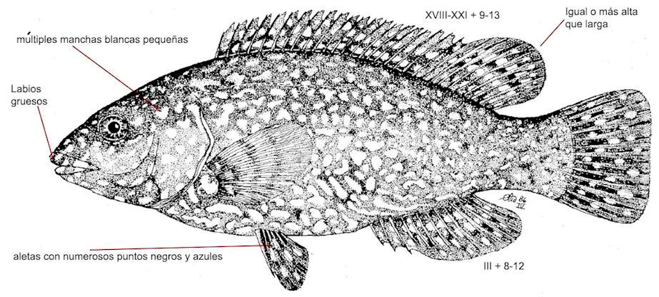 Labrus bergylta_01